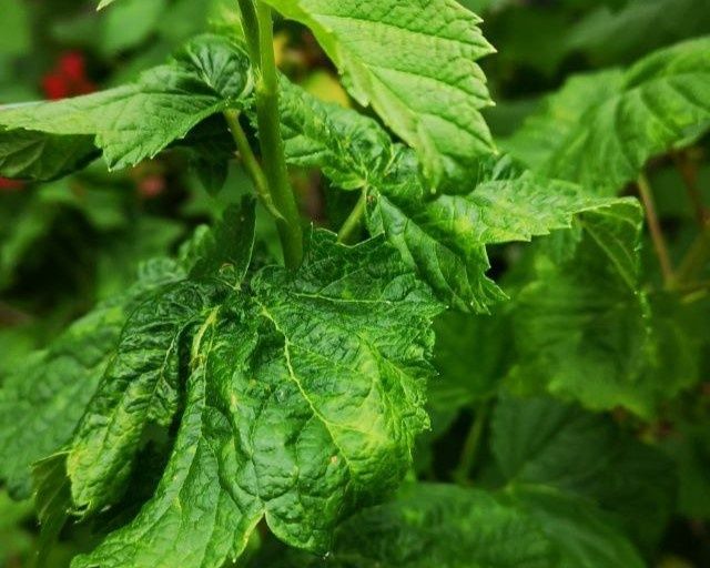 ����������� ���� ������ � ���: ��� �������� ����� ���������