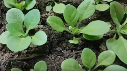 ��� ��������� �������� ������� �������: 8 �������� �������