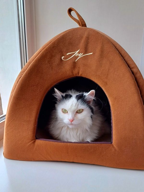 Снежа завоевала новое пространство