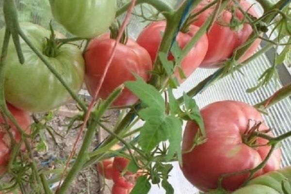 Как добиться успешного урожая томатов Яша югославский: секреты и советы