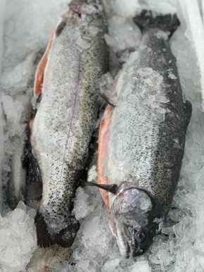 Уникальное предложение: охлажденная форель из Мурманска