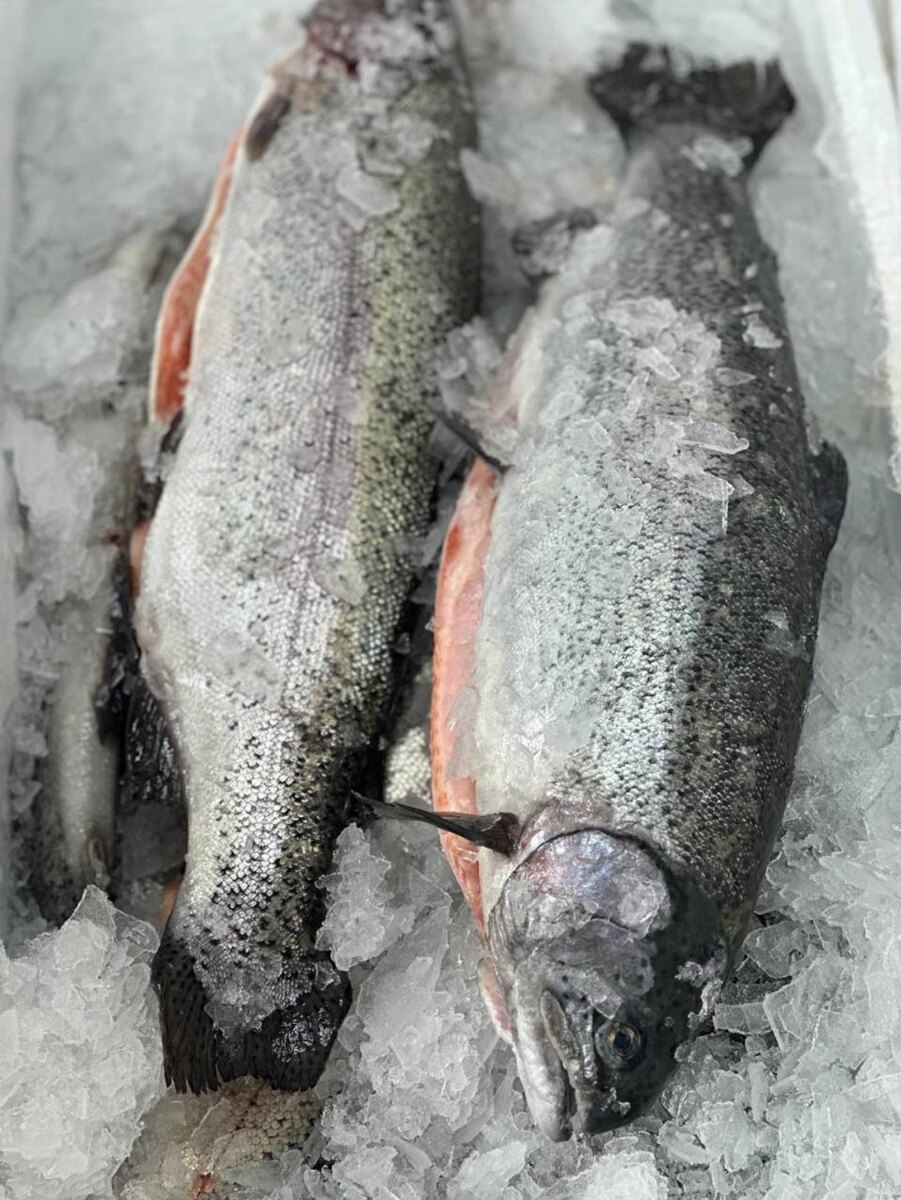 Уникальное предложение: охлажденная форель из Мурманска