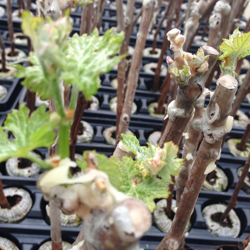 �������� ��������: �������� ������ �� ��������� ������� �������