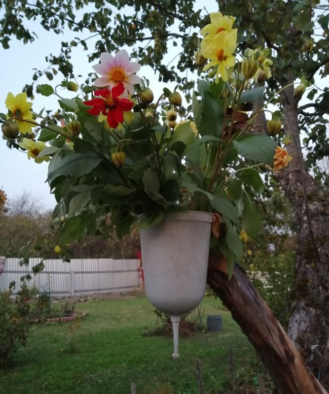 Октябрьский сад: осенние чудеса и яркие моменты