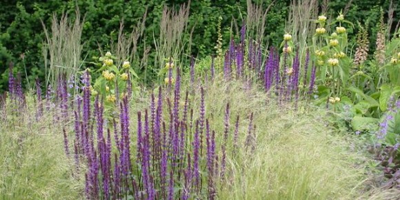 Декоративные травы: яркие акценты для вашего сада