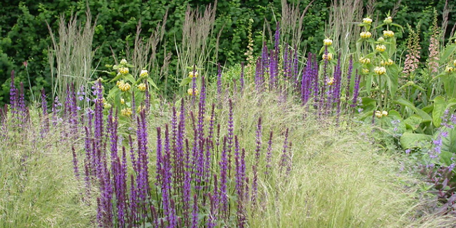 Декоративные травы: яркие акценты для вашего сада
