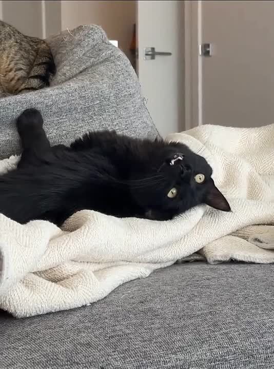 ������ ����. �������� 4 ������� ��������� ����� ������� �������, �����, ϸ��, ������� ��� �������