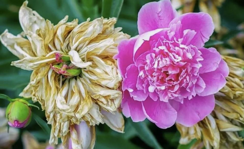 ��� ��������� �������� ����� ��� �������� ��������: �������� ������