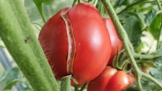 Почему помидоры трескаются на грядках: выясняем причины