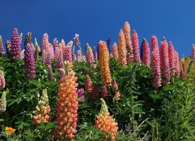 Лунина: Живой символ красоты и здоровья в вашем саду