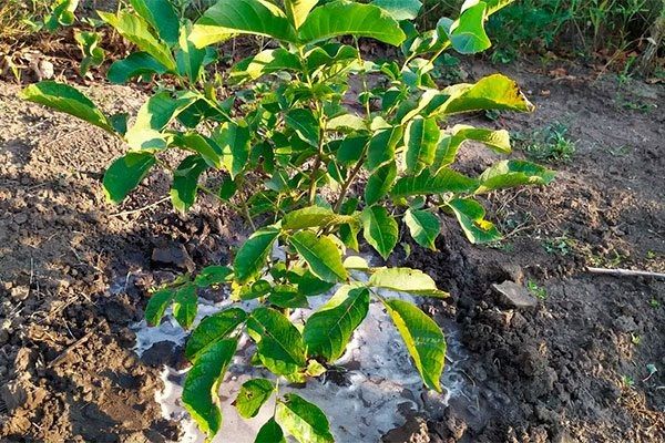 ��� ��������� ������������� ������� ����: ��� ������ �����