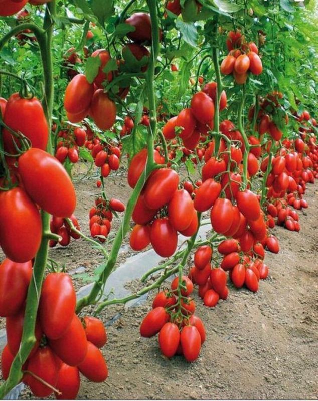 ��� ������� ����� �������� ��������� �������� ������ � ����