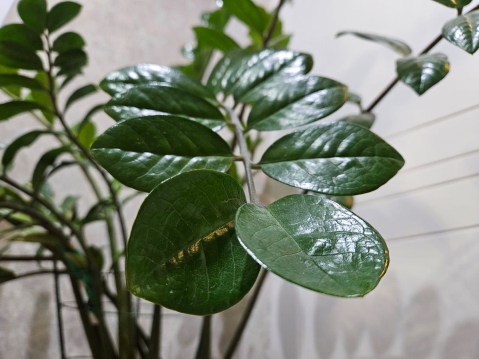 ������ �������� �������� �� ������ ������� ��������� ��������: ����������� ���� ��������� ��������