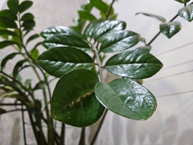 ������ �������� �������� �� ������ ������� ��������� ��������: ����������� ���� ��������� ��������