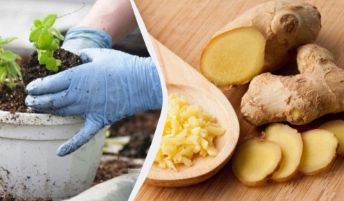 ������ �� �����������: ������� ��������� ����������� � �������� ��������