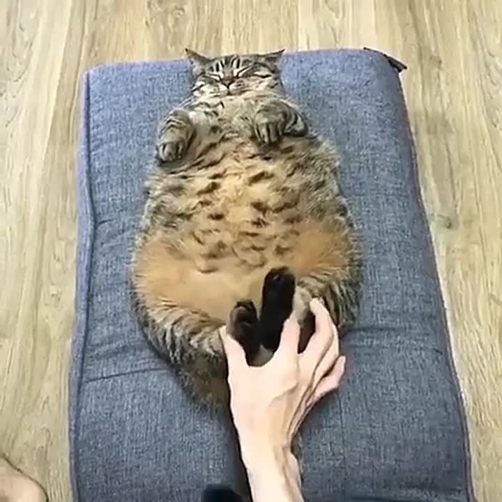 Доброе утро. Мировые сообщества сегодня отмечают День отказа от мобильного телефона