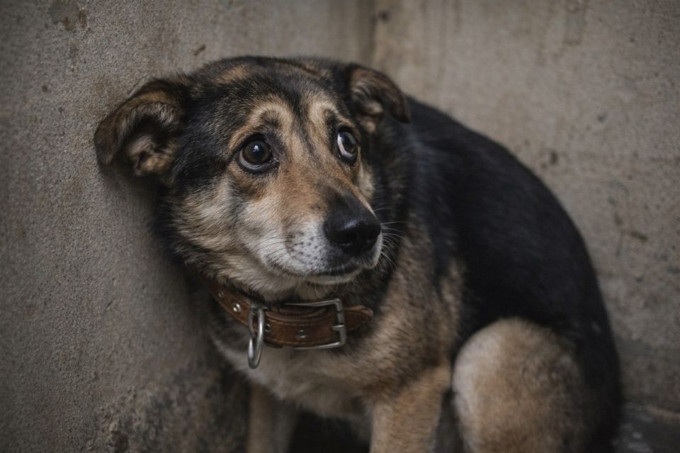 ������ ���������� ����������� �������� � ������ �� �������� ���������