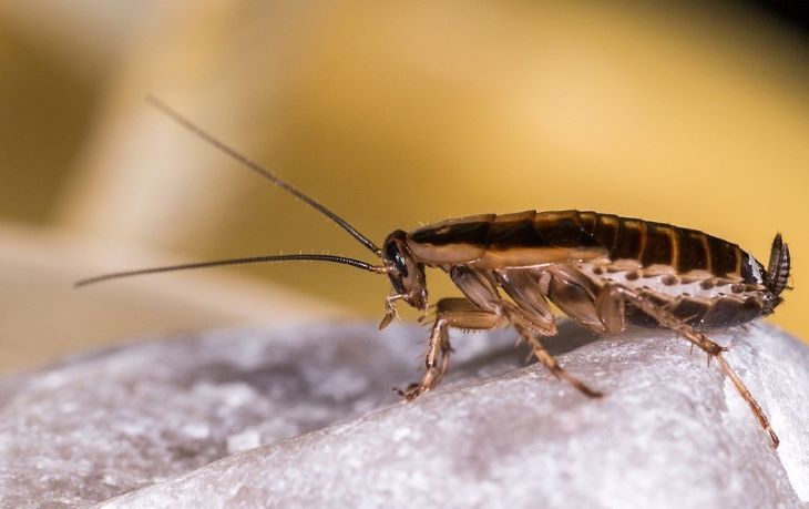 Как избавиться от тараканов: 5 эффективных методов