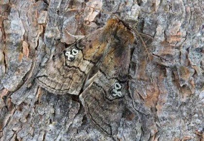 Моль в квартире: откуда берется и как ее вывести навсегда простыми способами