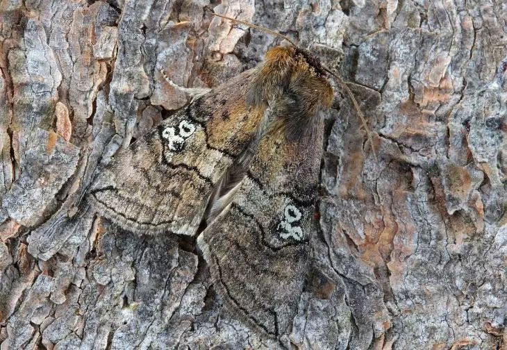 Моль в квартире: откуда берется и как ее вывести навсегда простыми способами