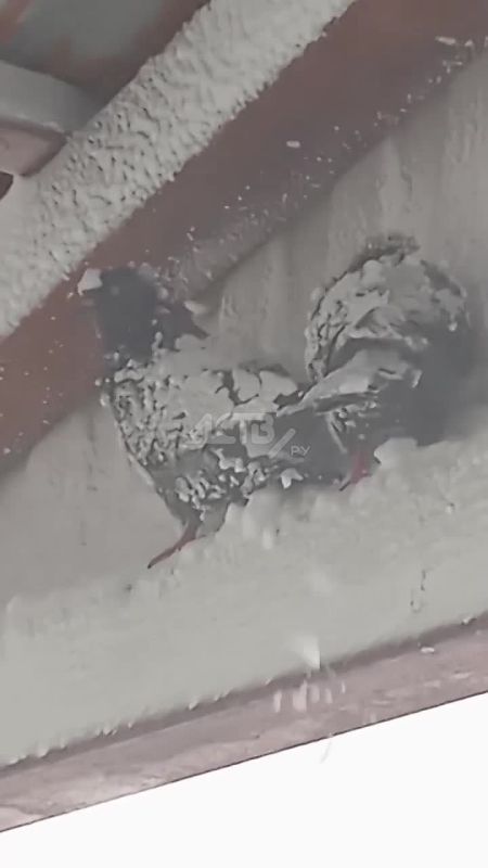 ������ ������ ������� ������-��������