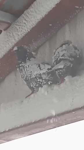 ������ ������ ������� ������-��������