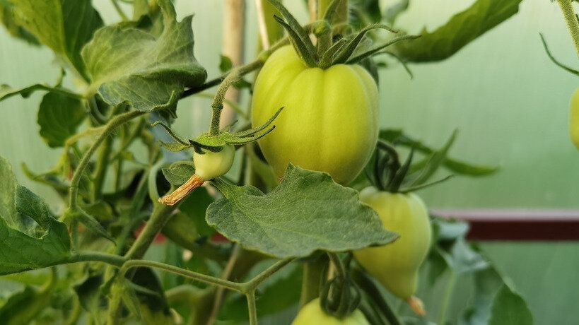 ������ ��� ������� ������� �������: ��� �������� ������