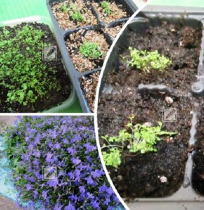 ����� � ��������: ��� ��������� �������� ������� � �������