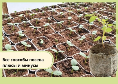 ������� ������ �����: � ��� ������� � ��� �������?