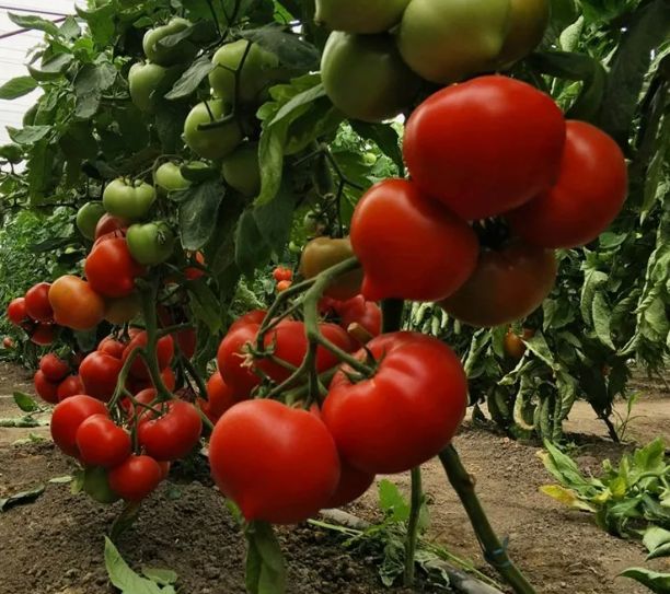 ����� ������: ������������� ������ ��� �������� ��������