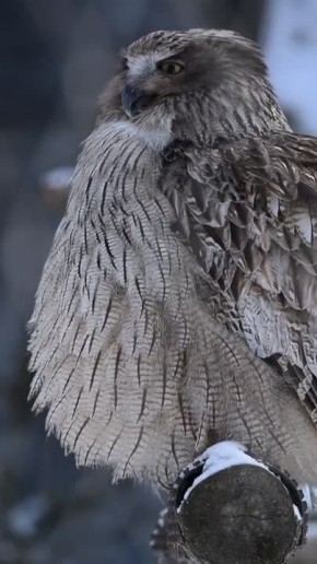 ��������������� ������. � ����� ������ ������ � ���������� ������������ ��������