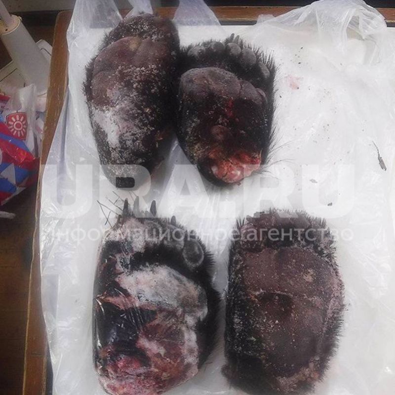 ���� ������������ ������� ���������� ����������� �����������