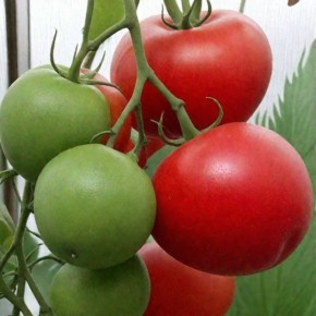 ����� ��������: ��������� ����� ��� ���������� ������ � �������