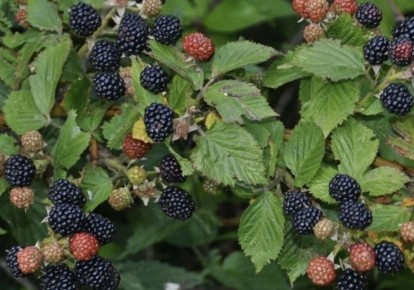 ������ ���� ������� �� �������� ������: ������� ������� � ������ ��� ���������