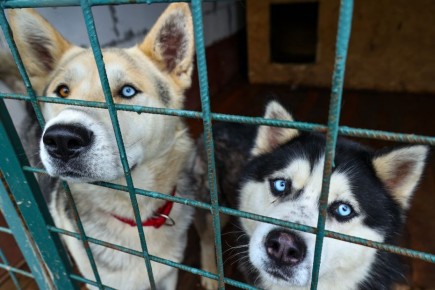 ������� ������ �������� �� ��������� ���������: ����� ����������