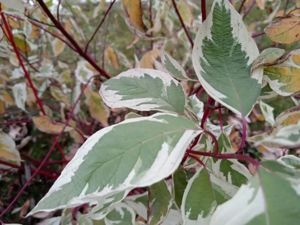 Кустарники для великолепного сада: пять лучших вариантов