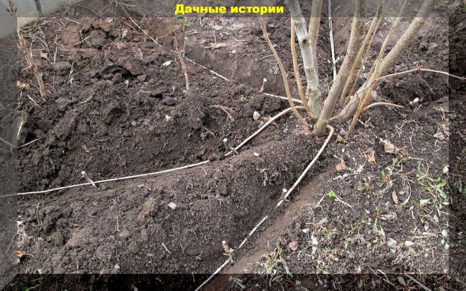 ��� ������� ����������� �������: �� ����� �� ��������