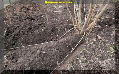 ��� ������� ����������� �������: �� ����� �� ��������