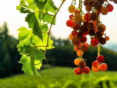 Как вырастить успешный виноградник: ваши ошибки и пути их исправления