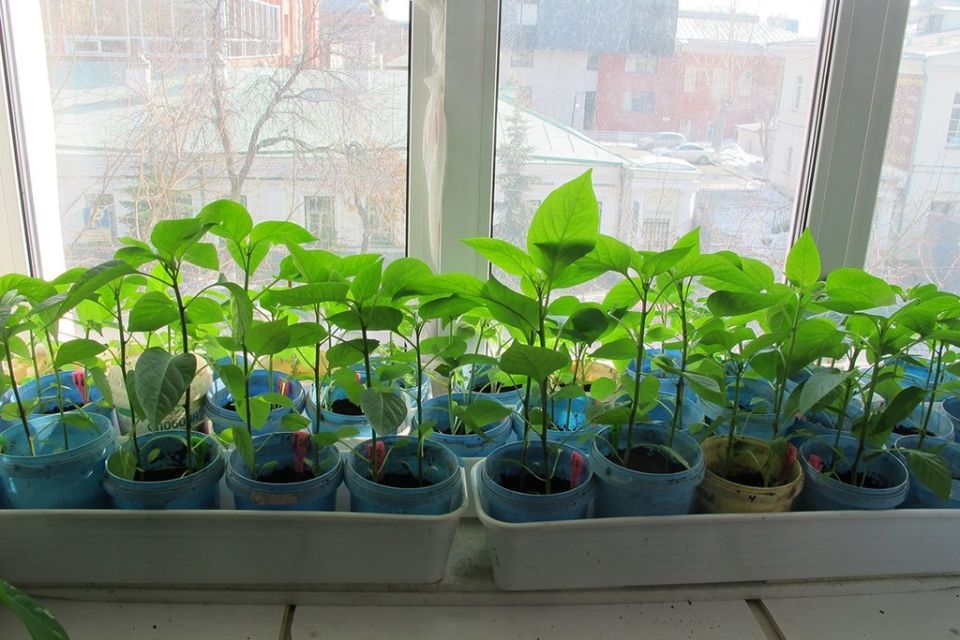 ������ ������� �������: ��� ��������� � ������� ������ � �����