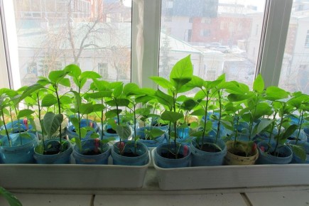 ������ ������� �������: ��� ��������� � ������� ������ � �����