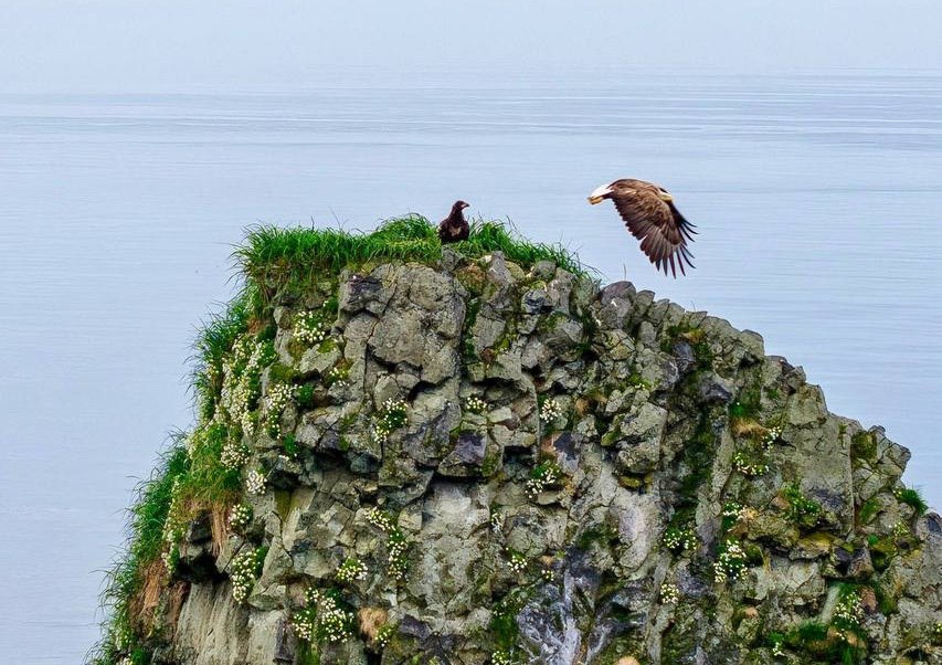 Семейная скала снова под присмотром: орлан вернулся к гнезду у биостанции "Анива" Семейная скала снова под присмотром: орлан вернулся к гнезду у биостанции "Анива"
