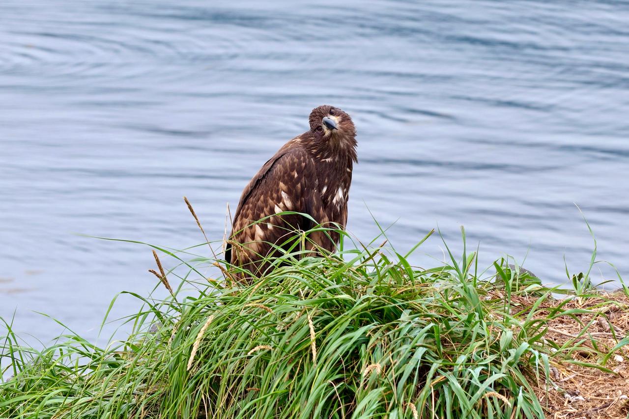 Семейная скала снова под присмотром: орлан вернулся к гнезду у биостанции "Анива" Семейная скала снова под присмотром: орлан вернулся к гнезду у биостанции "Анива"