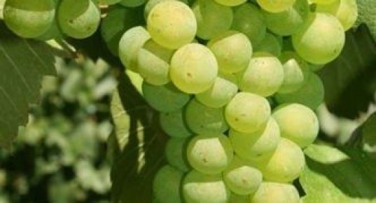 �������� ����������: ����������� � ������������