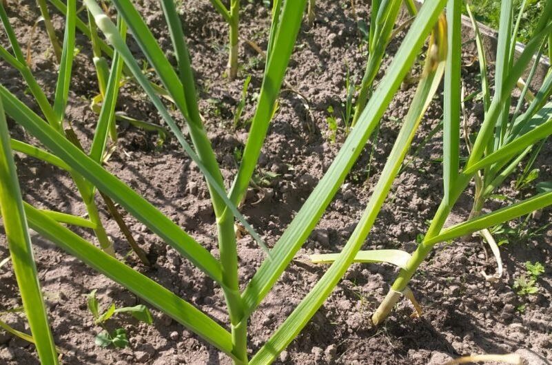 ����������� ������� �� ���������: ������ � ������������