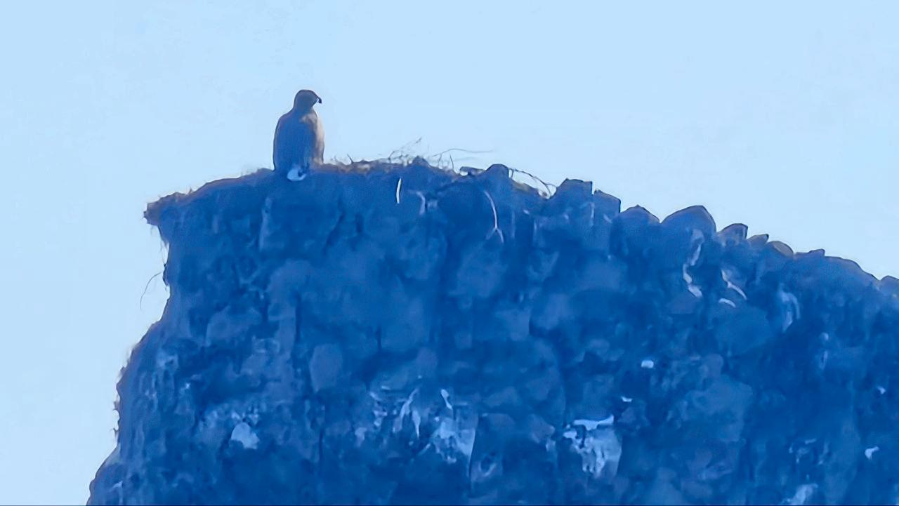 Семейная скала снова под присмотром: орлан вернулся к гнезду у биостанции "Анива" Семейная скала снова под присмотром: орлан вернулся к гнезду у биостанции "Анива"