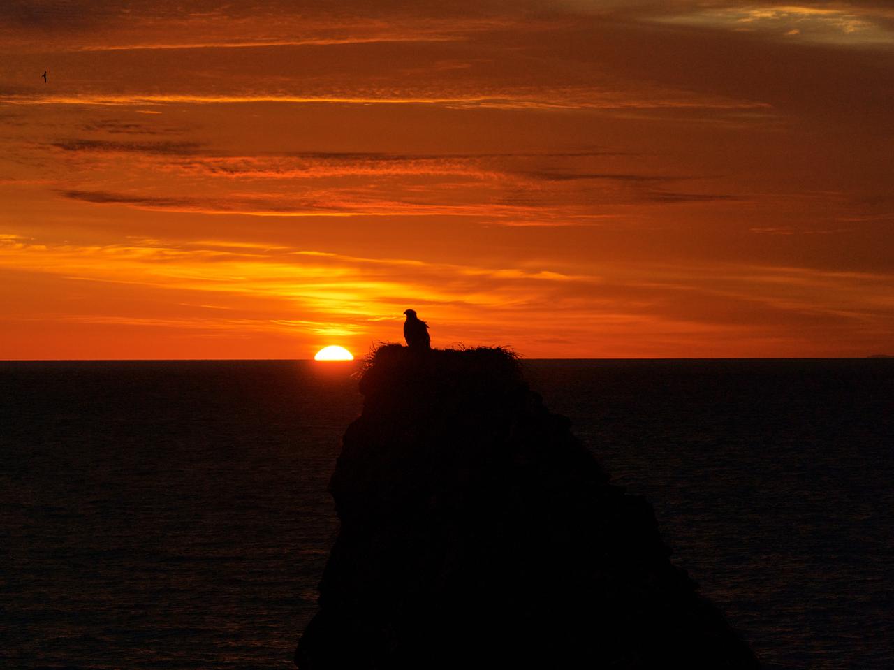 Семейная скала снова под присмотром: орлан вернулся к гнезду у биостанции "Анива"
