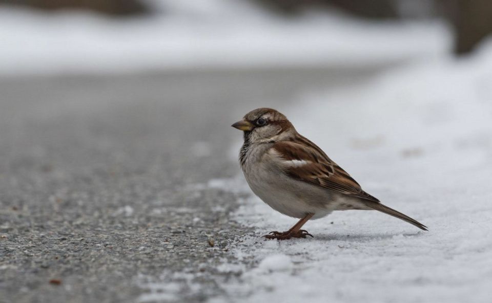 Пасмурно, местами сильный ветер: прогноз для Сахалинской области на 17 февраля