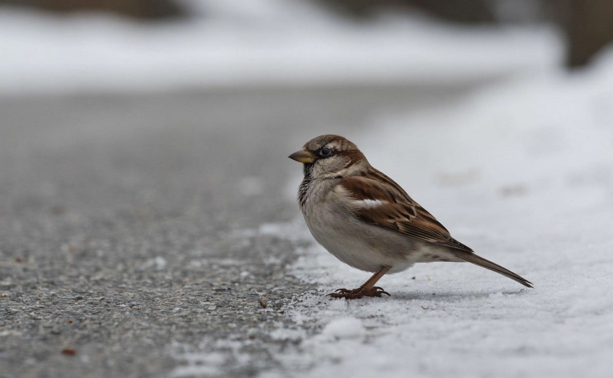 Пасмурно, местами сильный ветер: прогноз для Сахалинской области на 17 февраля
