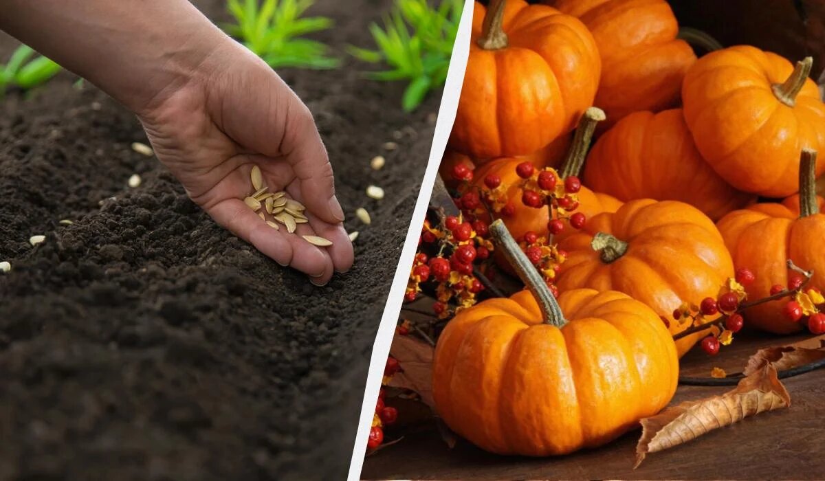 Когда садить тыкву: секреты успешного посева в 2025 году